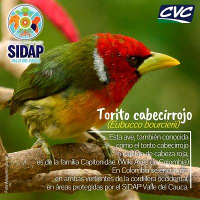 Fauna y flora - Alejandro Durán